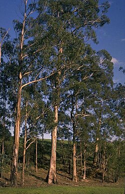 Eucalyptus globulus, or blue gum species.