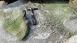 Wrinkled Kinneyia-type fossil sedimentary structures formed beneath cohesive microbial mats in peritidal zones.[12] The image shows the location, in the Burgsvik beds of Sweden, where the texture was first identified as evidence of a fossil microbial mat.[13]