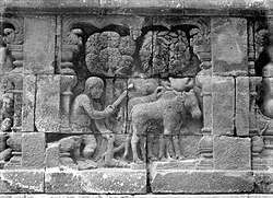 The bas-relief in 8th century Borobudur depicting rice agriculture in ancient Java