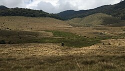 Montane plains as seen in Horton Plains in Sri Lanka