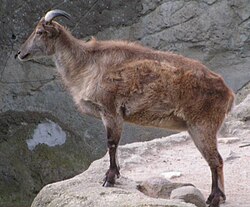 The Himalayan tahr