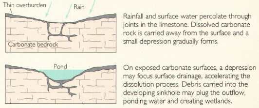Rainfall and surface water percolate through joints in the limestone. Dissolved carbonate rock is carried away from the surface, and a small depression gradually forms. On exposed carbonate surfaces, a depression may focus surface drainage, accelerating the dissolution process. Debris carried into the developing sinkhole may plug the outflow, ponding water and creating wetlands.
