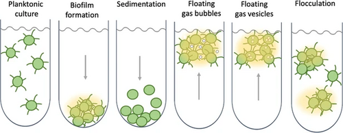 Collective behaviour and buoyancy strategies in single-celled cyanobacteria [132]