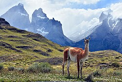 A guanaco in the Patagonia steppe