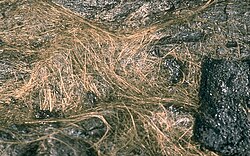 Pele's hair on a pahoehoe flow at Kīlauea Volcano, Hawaiʻi, March 27, 1984