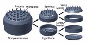 Structure of a centric diatom frustule [40]