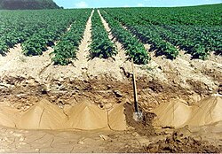 Potato field with soil erosion