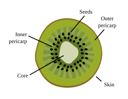 Kiwifruit's morphology