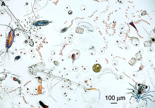 Marine microplankton and mesoplankton Part of the contents of one dip of a hand net. The image contains diverse planktonic organisms, ranging from photosynthetic cyanobacteria and diatoms to many different types of zooplankton, including both holoplankton (permanent residents of the plankton like copepods) and meroplankton (temporary residents of the plankton like fish eggs and crab larvae). 100 μm is one tenth of a mm