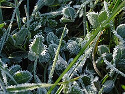 Frost on the grass of a public park in November