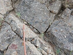 The Washburn Group of Yellowstone National Park includes volcaniclastic conglomerate.