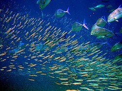 Schooling predator fish size up schooling anchovies