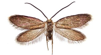 Epimartyria auricrinella: MONA number 0001