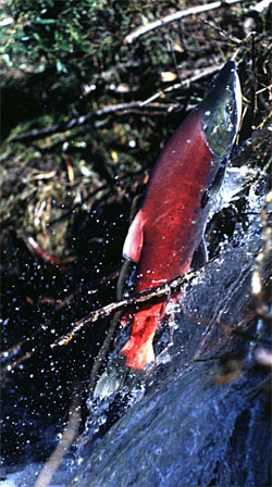Sockeye salmon jumping over beaver dam