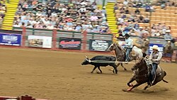 Team calf-roping at a rodeo located in Fort Worth at the Stockyards