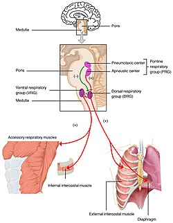 The respiratory center