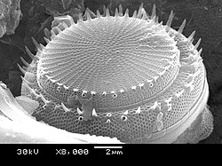 ThalassiosiralesStephanodiscus hantzschii