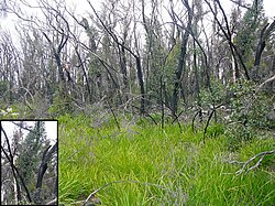 Fire tolerance. Typical regrowth after an Australian bushfire.