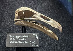 †Gymnogyps kofordi fossil skull cast, a species from Pleistocene Florida[9]