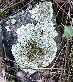 Xanthoparmelia sp. with dark-colored reproductive structures (disc-like apothecia) at center, surrounded by a pale coloured vegetative thallus.