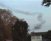 Bats swarming out of a cave in Thailand