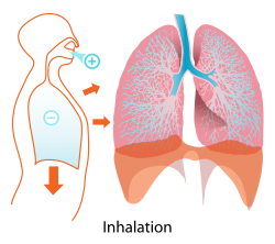 Diagram showing inhalation