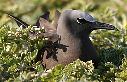 Common noddy