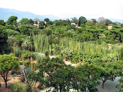 Jardín Etnobotánico de Oaxaca at the Temple of Santo Domingo