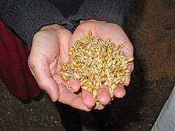 Malted barley before roasting