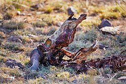 African buffalo skull decomposing in the Serengeti National Park, Tanzania