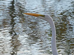 A close-up of white heron with a droplet of water on its beak.