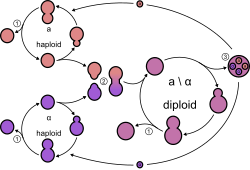 The yeast cell's life cycle: BuddingConjugationSpore