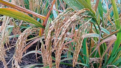 Rice plant (Oryza sativa) with branched panicles containing many grains on each stem