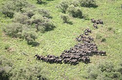 Aerial photograph of elephants in the tropical savanna, Boma-Jonglei, South Sudan