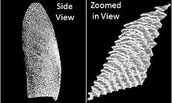 3D fingerprint[38]