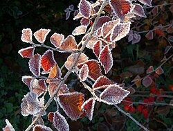 Dissolved solutes prevent sap and other fluids in trees from freezing in winter.[4]