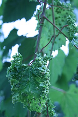 A grape leaf showing the galls that are formed during a phylloxera infestation