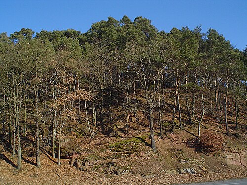 Degraded forest in Lahnberge, Germany: the soil is being washed out due to lack of vegetal cover, some trees are losing ground and they appear to be sick