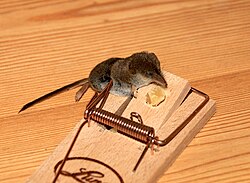 Trapped shrew