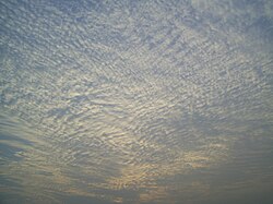 A large field of cirrocumulus clouds in a blue sky, beginning to merge near the upper left