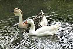 A pair of domesticated geese, the brown one descended from the swan goose, the white from the greylag goose