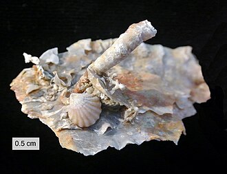 Silicified fossils from the Middle Permian Road Canyon Formation, Glass Mountains, Texas.