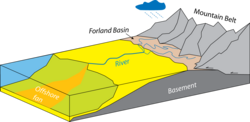 Distribution of detritus