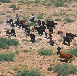 Cattle drive in New Mexico