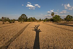 Dry season in Laos. Long shadow of a dead tree with its branches on the dry fields of Don Det, a sunny day with blue sky and white clouds, late afternoon.