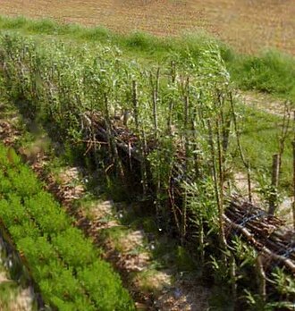 Willow hedge strengthened with fascines for the limitation of runoff, north of France
