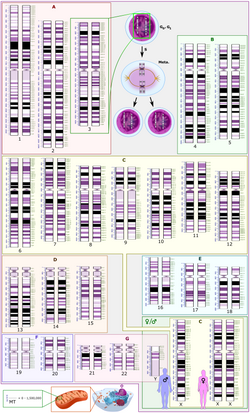 Schematic karyogram of a human. It shows 22 homologous chromosomes, both the female (XX) and male (XY) versions of the sex chromosome (bottom right), as well as the mitochondrial genome (to scale at bottom left). The blue scale to the left of each chromosome pair (and the mitochondrial genome) shows its length in terms of millions of DNA base pairs.Further information: Karyotype