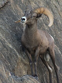 A bighorn ram perched on a cliff in the Grand Canyon
