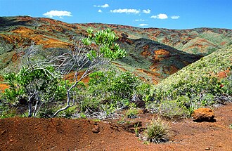Serpentinite ecosystem in the south of New Caledonia