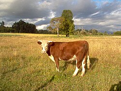 Cattle grazing outside Osorno.